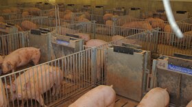 Pat Tyrer, originally from Iowa suggests that there’s not much good about corporate hog farms to offset the olfactory experience on the High Plains