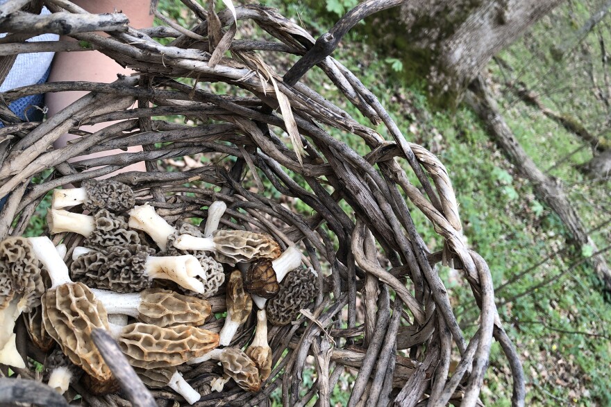 We gathered more than 20 morels that day, yellows, grays and half-frees.