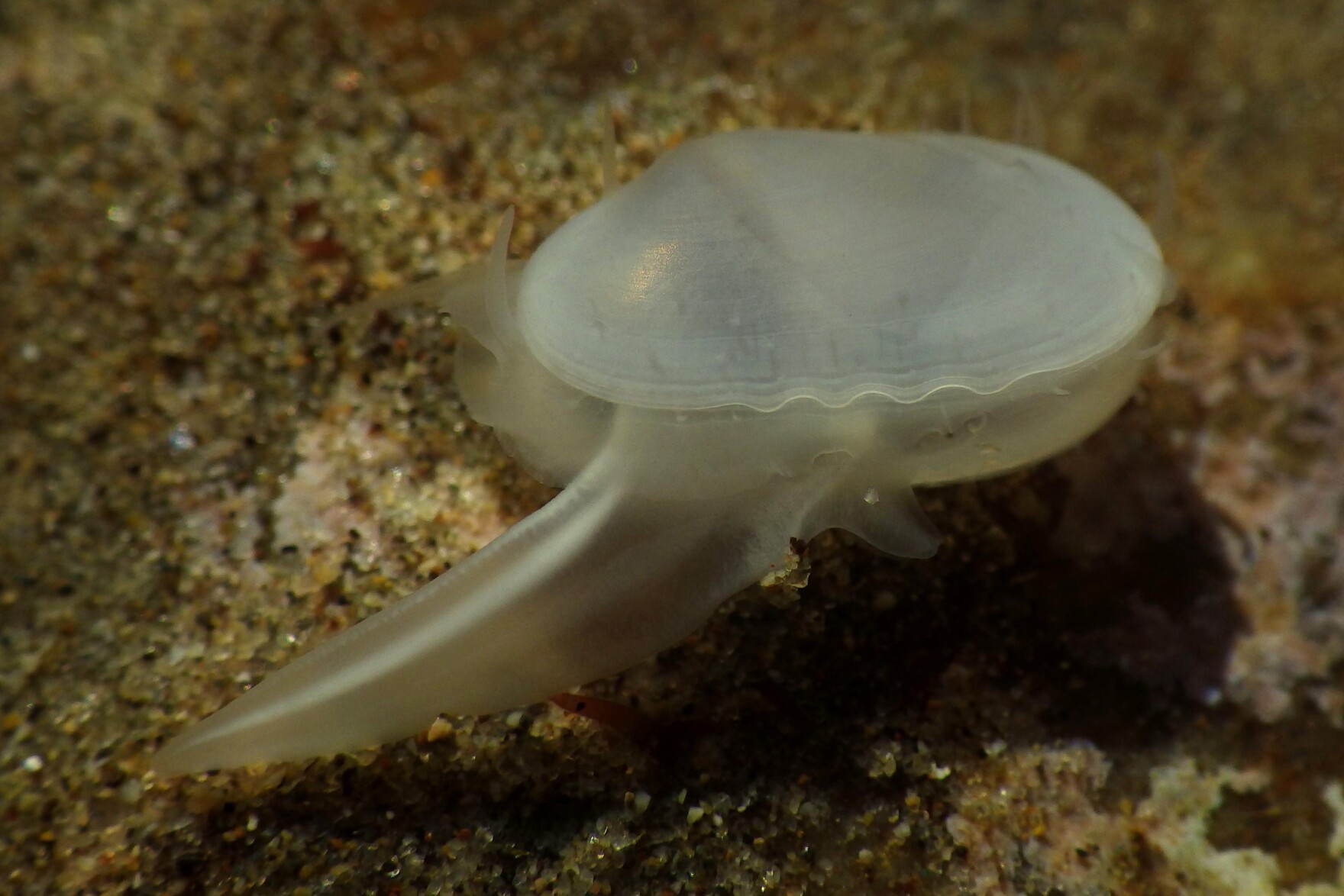 “Eureka!” UCSB marine scientist finds fossil clam alive on Central Coast