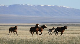 FILE - Wild horses gallop on the Fort McDermitt Paiute-Shoshone Indian Reservation on April 25, 2023, near McDermitt, Nev.