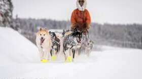 a man in an orange jacket behind a team of sled dogs