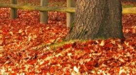 Fall Leaves