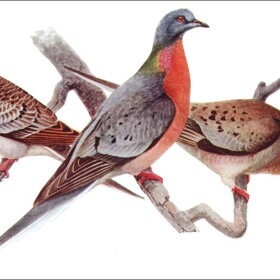 Juvenile, male, and female Passenger Pigeons. Watercolor by Louis Agassiz Fuertes, Birds of New York, New York State Museum Memoir No. 12, Albany University of the State University of New York. Public domain.