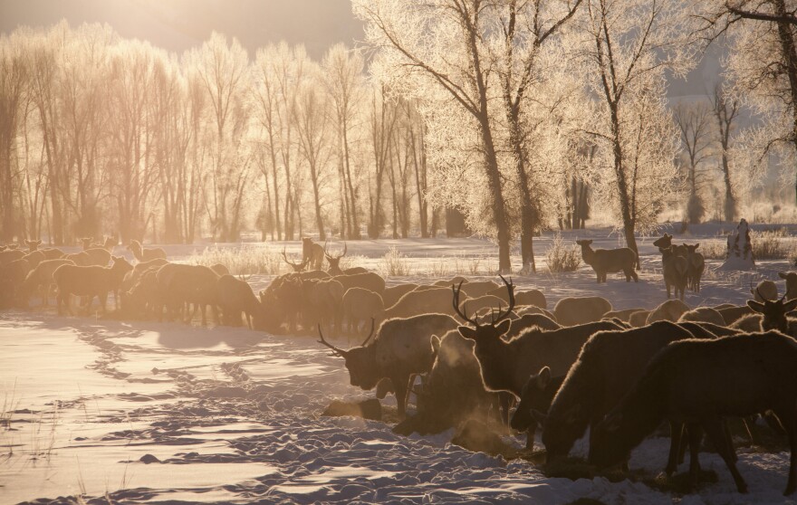 Sunrise on a snow covered field with icy trees, spread across the field are elk feeding.