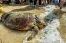 Timmy, a 270-pound female loggerhead sea turtle estimated to be 70 to 80 years old, touches her nose in the Atlantic Ocean Friday, Aug. 14, 2026, at Fort Zachary Taylor Historic State Park in Key West, Fla. Recreational boaters found Timmy swimming abnormally July 19 about seven miles south of Sugarloaf Key. After weeks of treatment and rehabilitation at the Turtle Hospital, the actively nesting turtle was cleared to return to the wild.