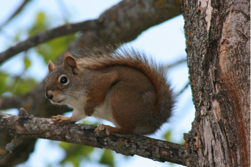 red squirrel in tree