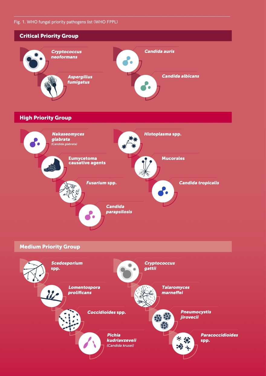 The World Health Organization's first-ever Fungal Priority Pathogens List breaks down 19 of the most common fungal pathogens into three priority tiers.