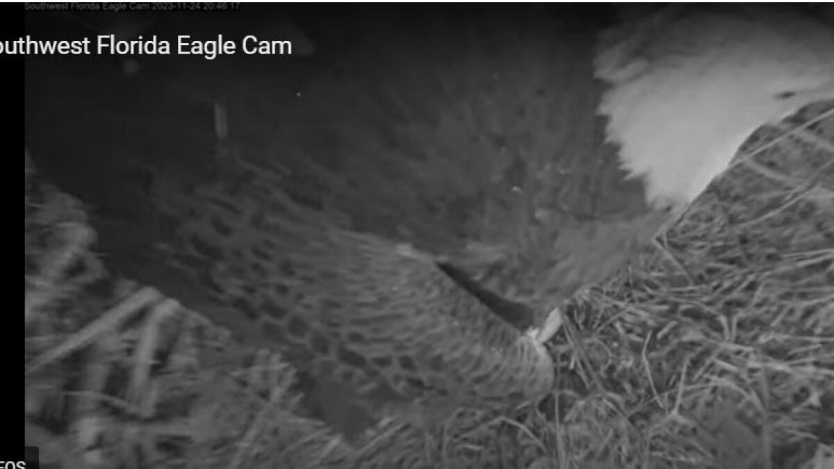 Egg confirmed Friday at North Fort Myers eagle nest of M15 and F23 - Vimarsana News