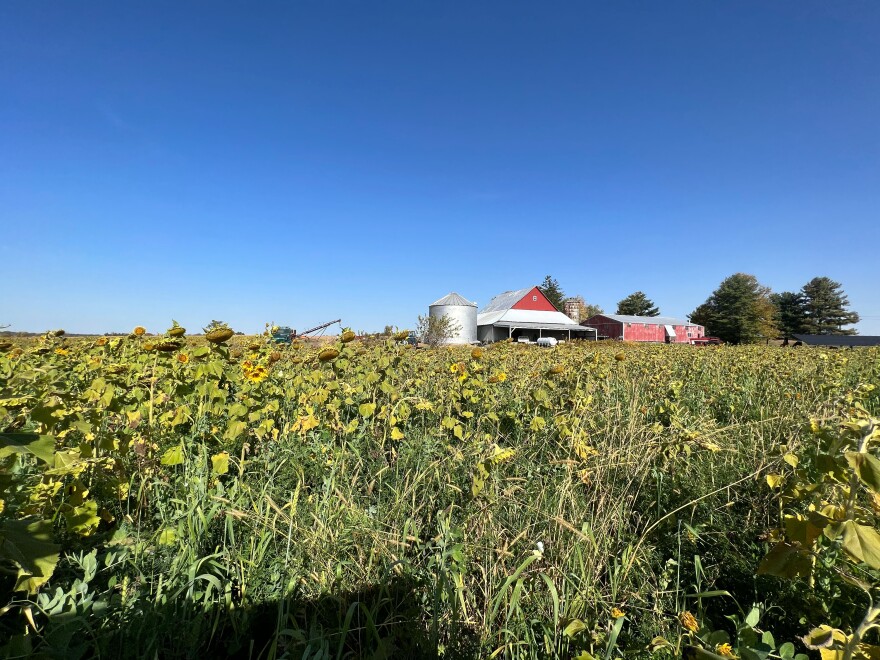 A sunflower field at a Clinton County farm.