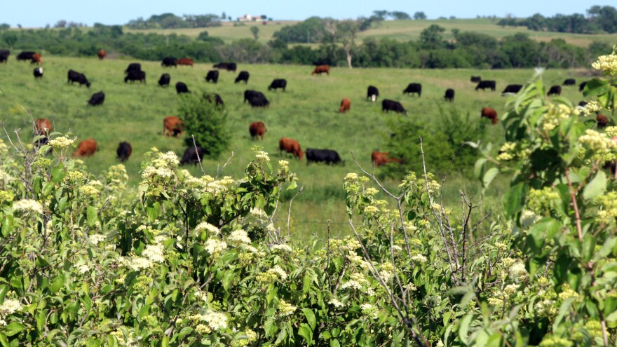 Cattle graze on McKiernan and Diegel’s ranch near Steinauer, Nebraska. Herbicide failed to kill the dogwoods seen in the foreground, one of the woody species spreading in the area.
