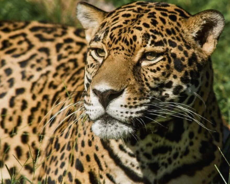 Mesker Park Zoo's jaguar, Beliza
