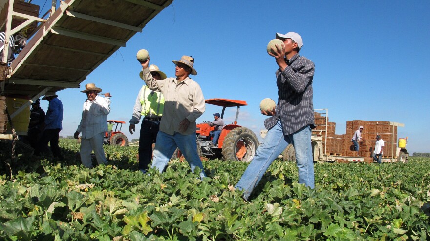 Workers harvest cantaloupe near Firebaugh, Calif.