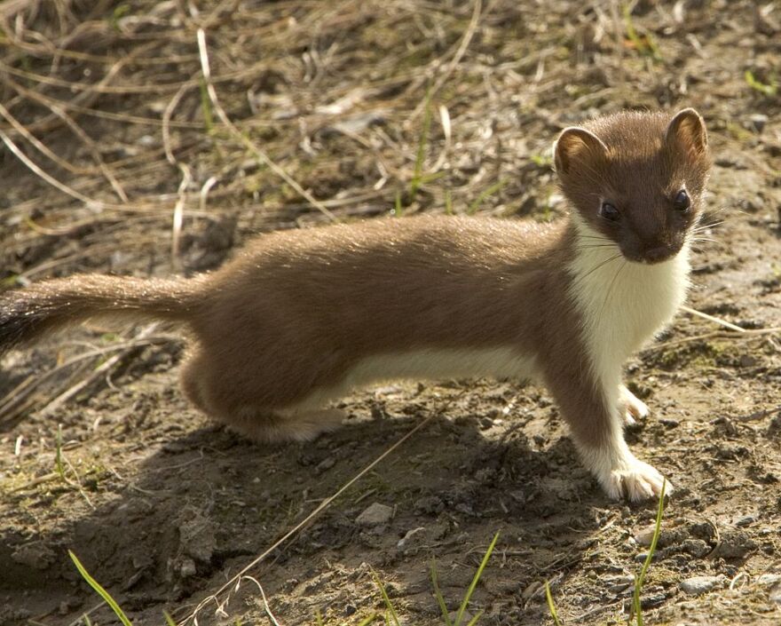 Short-tailed weasel (Mustela erminea), summer phase
