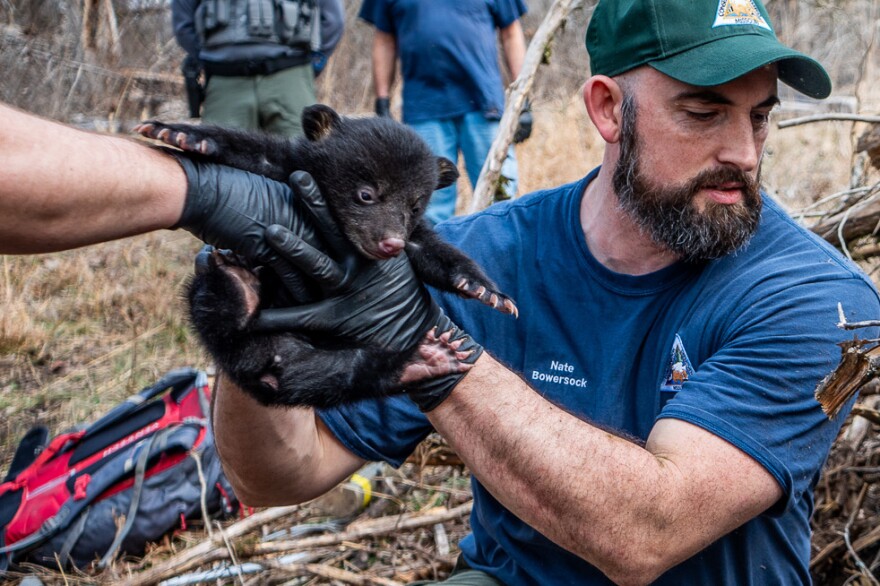 Nate Bowersock holds a baby black bear during a recent den check. Around 1,000 black bears are estimated to live in Missouri's forests.