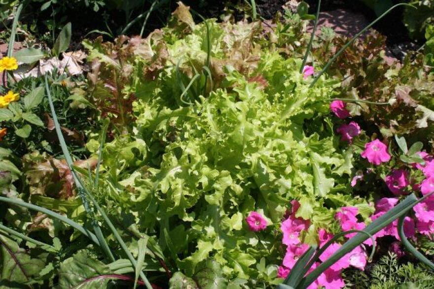Wilkin's organic lettuce & onions