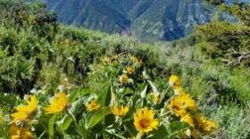 Arrowleaf balsamroot blooms are abundant in late spring and early summer along the Beirdneau Ridge trail.