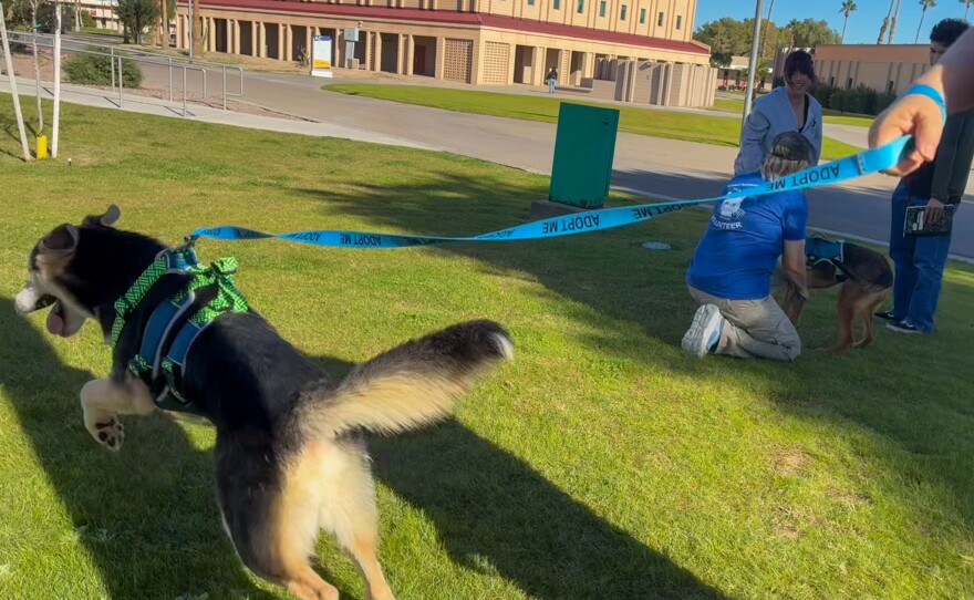 Arizona was especially energetic Monday morning. Her counterparts, Artemis and Dobby, were more content to lay down and be lavished with petting.