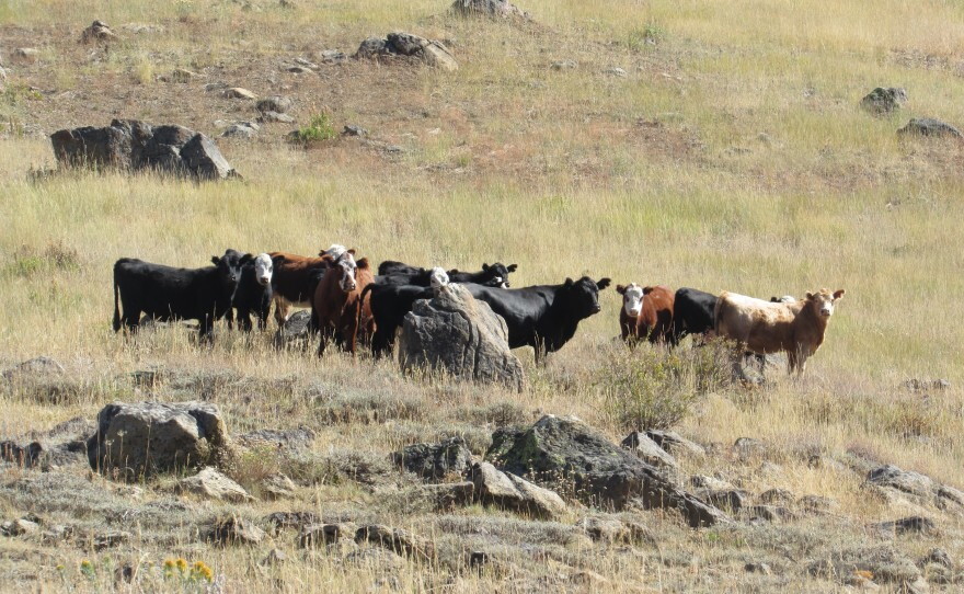 Cattle grazing in the Silver Fork Basin of the Rogue River-Siskiyou National Forest. Environmentalists say the U.S. Forest Service isn't doing enough to protect fragile high country meadows from damage from cows overgrazing and trampling stream banks.
