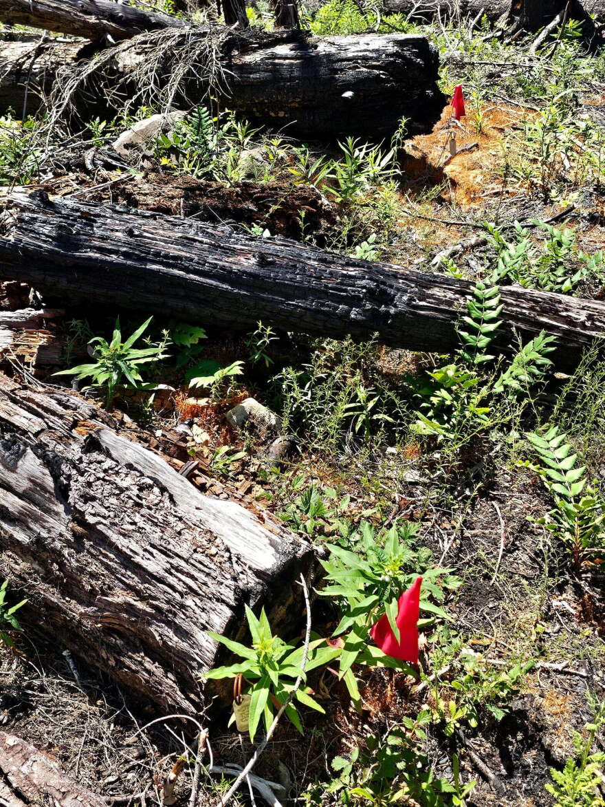 A site that is part of a long-term study on log decomposition, as seen on Jun. 16, 2026.