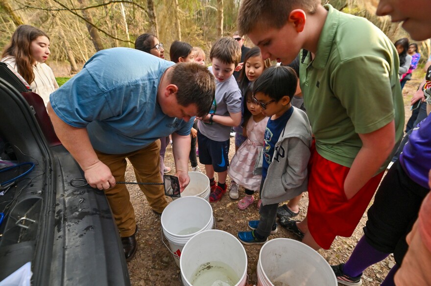 Students watch as trout in the fry stage of life are moved to buckets to be transported.