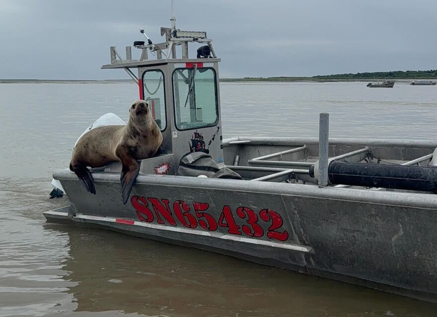 One Bristol Bay boat picked up a new crew member yesterday at Nushagak Point.