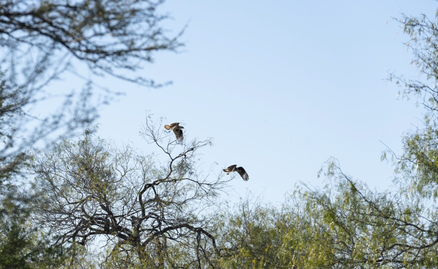 Caracaras--a raptor that often feeds on carrion--take wing near Perez's ranch. CBP says it is working with the U.S. Fish and Wildlife Service to mitigate the wall's impact on critters, but an official concedes it's not easy to protect wildlife while strengthening border security.