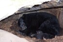 A mother bear and her cubs in their cozy winter den