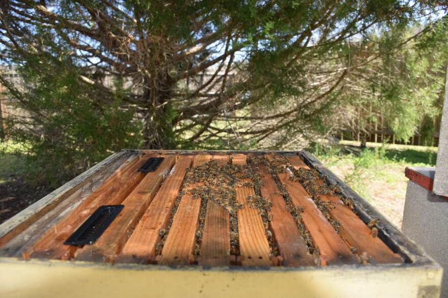 Most beekeepers in North America use Langstroth hives, which hold removal frames for the bees to work in. (Brooke Henderson/WUFT News)