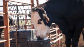 Daily temperatures above 40 degrees increases water consumption in cattle, according to the Oklahoma State University Extension.