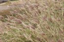 FILE - Grasses on Maui on July 17, 2024