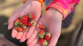 90% of the strawberries in the US come from California
