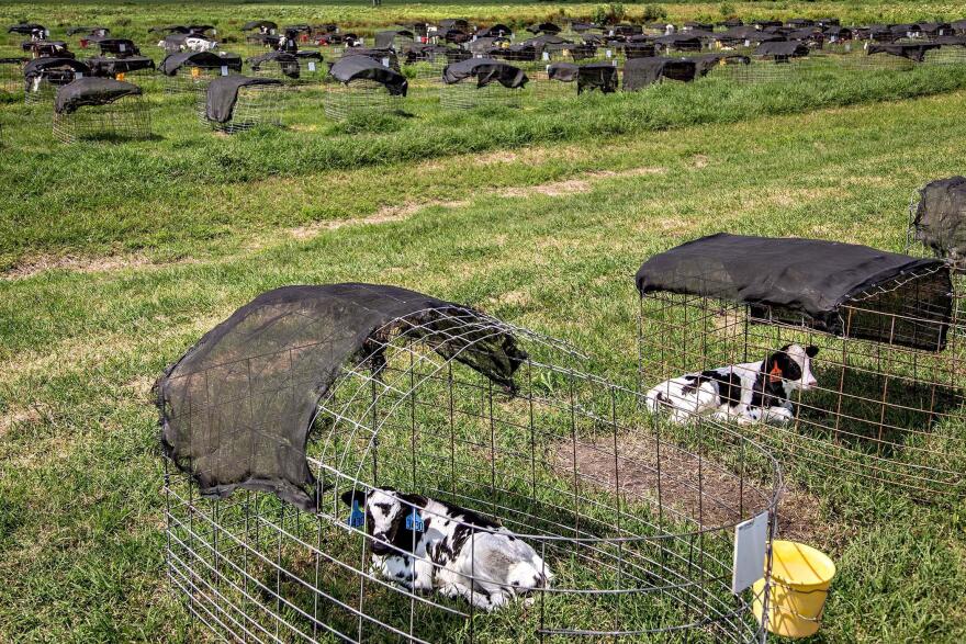 Calves lie in the sun