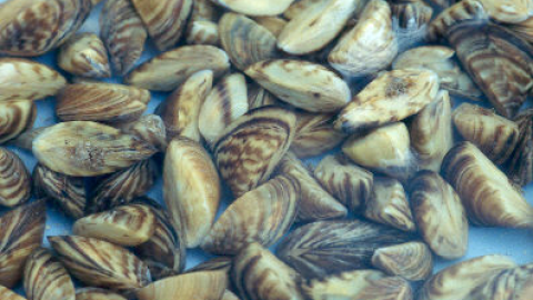 Zebra Mussels