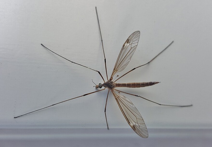 Crane fly