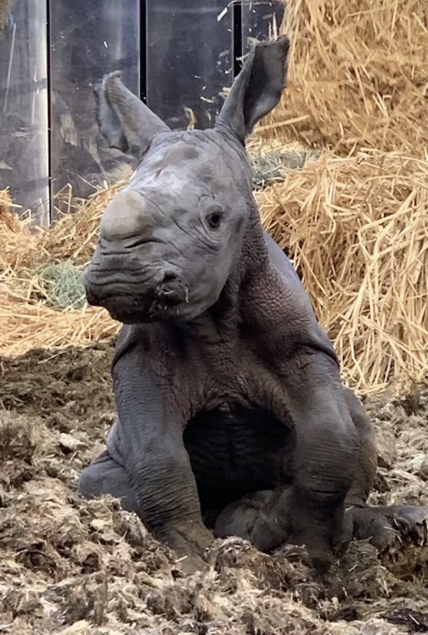 The Southern white rhinoceros calf born at Safari West