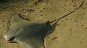 A Cownose Ray