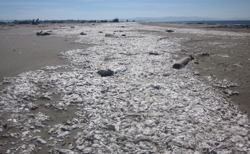 032321tb_velella-mass_beaching.jpeg