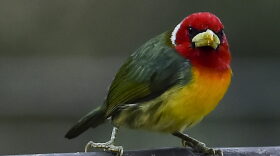 A Red-headed barbet (Eubucco bourcierii) perches in the Cloud Forest of San Antonio in Colombia. Colombia is the country with the largest number of bird species in the world. 