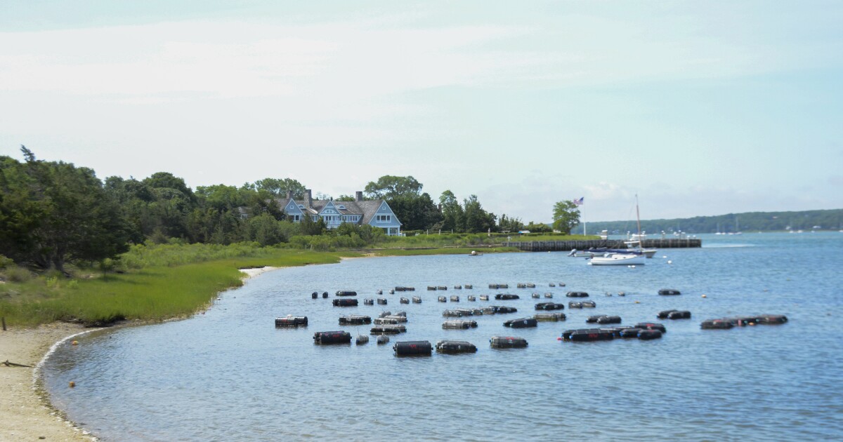 Gov. Hochul seeks disaster declaration for Suffolk shellfish industry