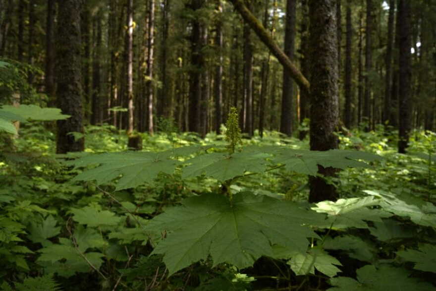 Devil’s club grows in the understory of the Tongass National Forest in Juneau.