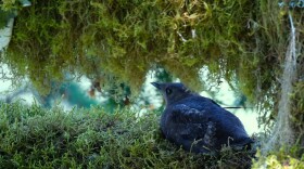 FILE - A marbled murrelet in July 2021.