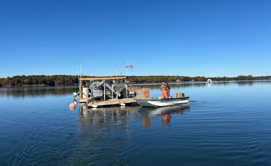 Aidan and Kit Gallagher check equipment at Little Bay Beauties oyster farm, owned by Kit Gallagher, on Monday, Oct. 19, 2026.