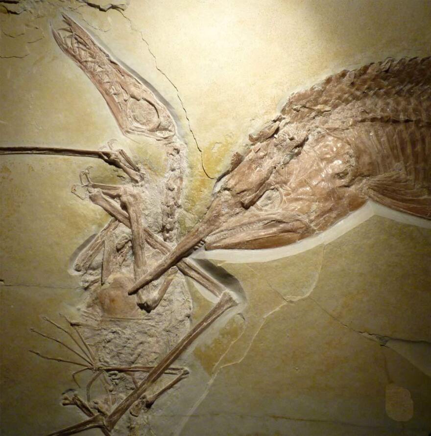 The final meal of a prehistoric armored fish frozen in the fossilized hunting scene.