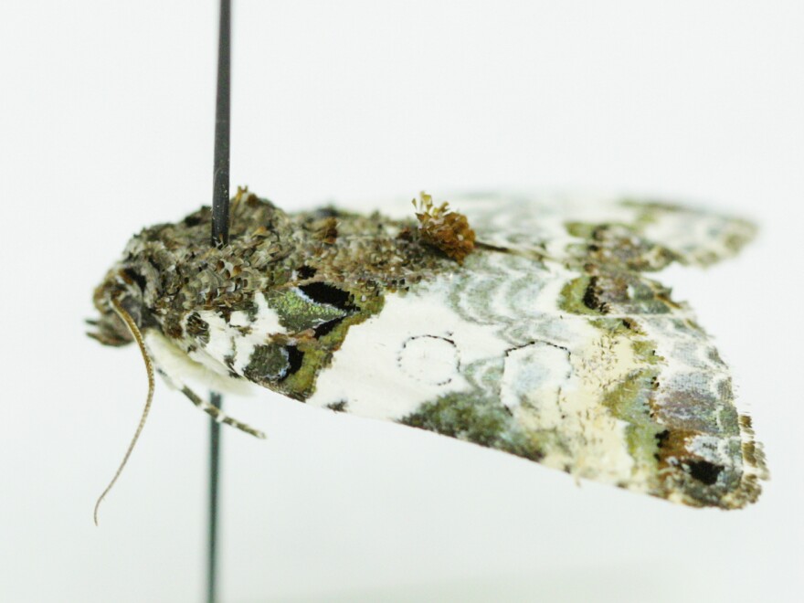 Bird dropping moth