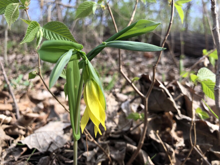 Shade gardens are great places to add early-blooming ephemeral flowers, such as this woodland bellwort. These help bees that forage in the spring.
