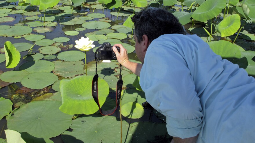 Ben Raines, director of the Weeks Bay Foundation, leans over his skiff to get a photograph of a blooming American lotus in the Mobile delta.