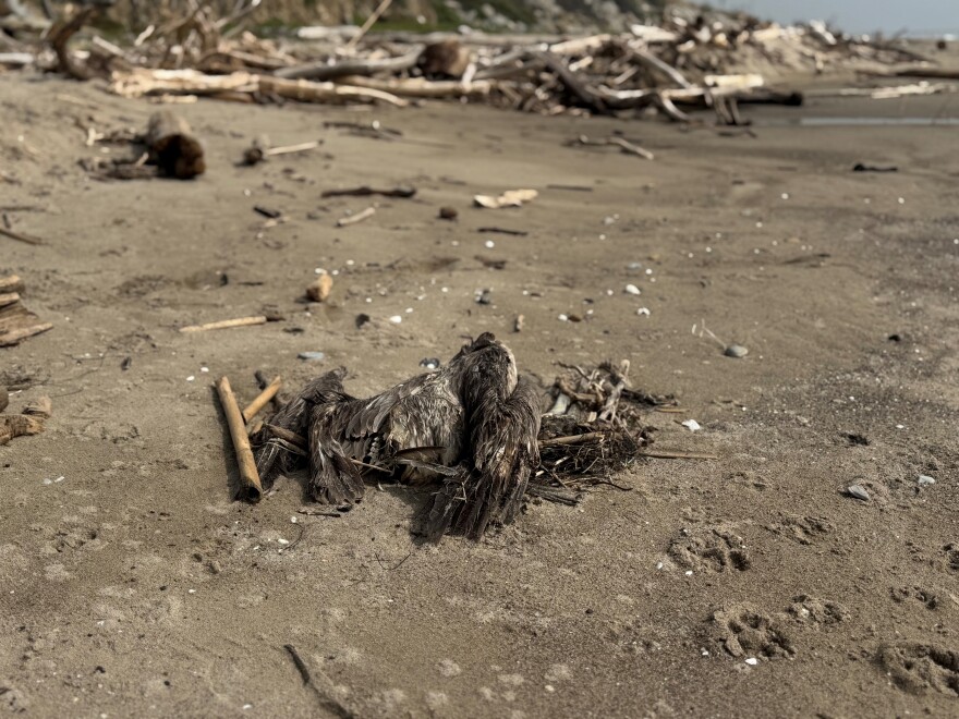 A dead bird seen on La Conchita Beach on Saturday