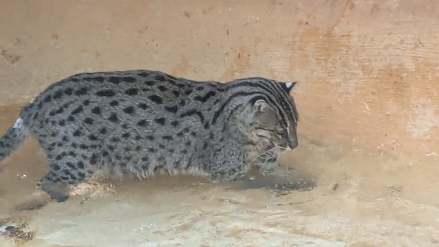 With her eyes on the prize, Marina the fishing cat closes in on a minnow meal.