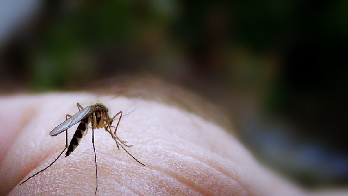 Ugh, the mosquitos are here. And they're in full force - Vimarsana News