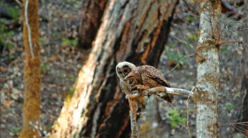 An adult northern spotted owl perches beside a juvenile owl on a moss-covered tree branch in a Pacific Northwest forest.